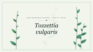 Planche botanique stylisée de Tozzettia vulgaris