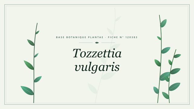 Tozzettia vulgaris : fiche descriptive et taxonomie Planche botanique stylisée de Tozzettia vulgaris