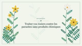 Visuel botanique stylisé : Traiter vos rosiers contre les parasites sans produits chimiques