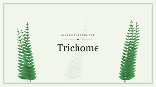 Illustration botanique stylisée du terme « Trichome » du glossaire