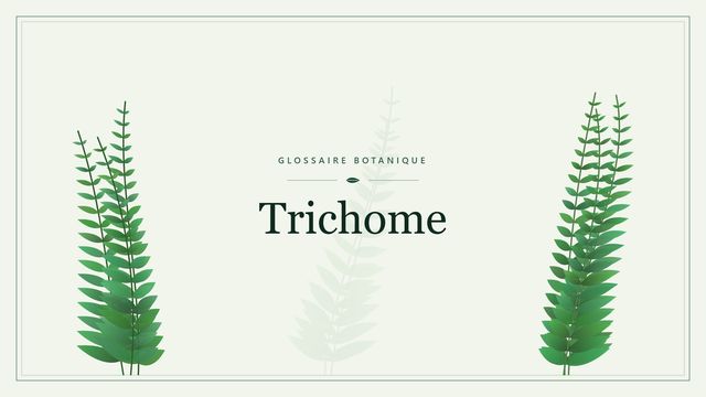 Trichome : décryptage Illustration botanique stylisée du terme « Trichome » du glossaire