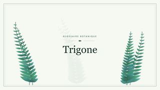 Illustration botanique stylisée du terme « Trigone » du glossaire