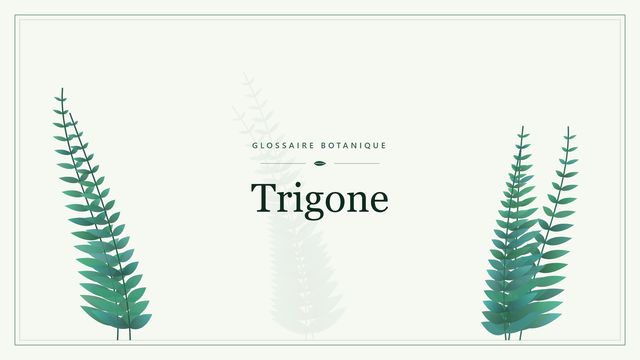 Trigone : ce qu'il faut savoir Illustration botanique stylisée du terme « Trigone » du glossaire
