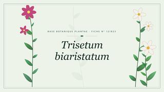 Planche botanique stylisée de Trisetum biaristatum