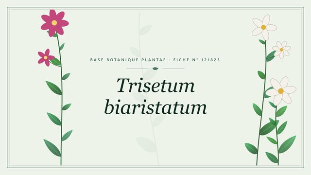 Trisetum biaristatum : fiche descriptive et taxonomie Planche botanique stylisée de Trisetum biaristatum