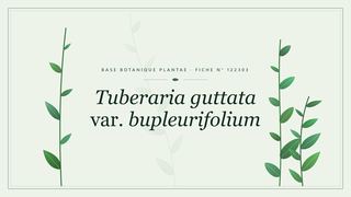 Planche botanique stylisée de Tuberaria guttata var. bupleurifolium