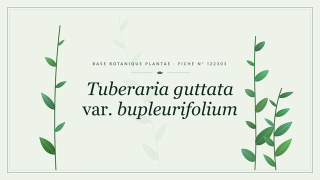 Tuberaria guttata var. bupleurifolium : fiche descriptive et taxonomie Planche botanique stylisée de Tuberaria guttata var. bupleurifolium