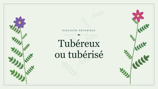Tubéreux ou tuberise : conseils et analyse Illustration botanique stylisée du terme « Tubéreux ou tubérisé » du glossaire