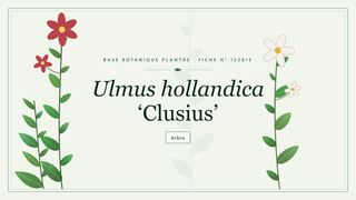 Planche botanique stylisée d’Ulmus hollandica ‘Clusius’