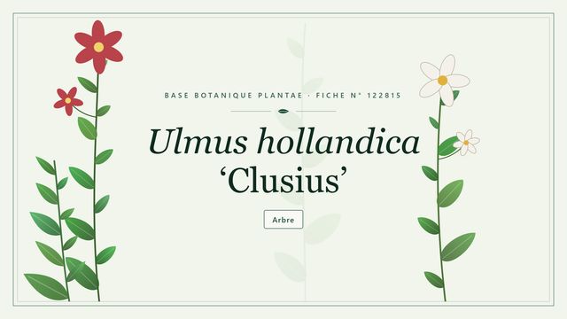 Ulmus hollandica clusius : fiche descriptive et taxonomie Planche botanique stylisée d’Ulmus hollandica ‘Clusius’