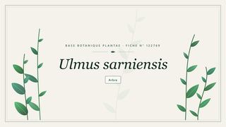 Planche botanique stylisée d’Ulmus sarniensis