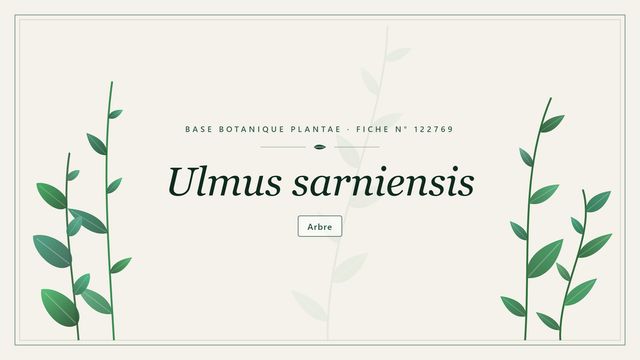Ulmus sarniensis : fiche descriptive et taxonomie Planche botanique stylisée d’Ulmus sarniensis
