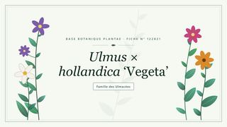 Planche botanique stylisée d’Ulmus × hollandica ‘Vegeta’, famille des Ulmacées