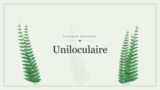 Illustration botanique stylisée du terme « Uniloculaire » du glossaire