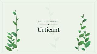 Illustration botanique stylisée du terme « Urticant » du glossaire