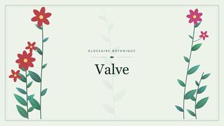 Illustration botanique stylisée du terme « Valve » du glossaire