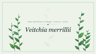 Planche botanique stylisée de Veitchia merrillii