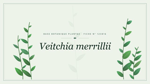 Veitchia merrillii : fiche descriptive et taxonomie Planche botanique stylisée de Veitchia merrillii