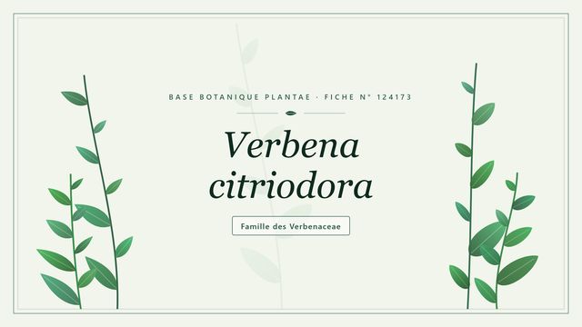 Verbena citriodora : l'essentiel Planche botanique stylisée de Verbena citriodora, famille des Verbenaceae