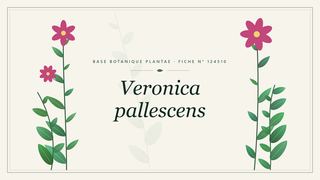 Planche botanique stylisée de Veronica pallescens