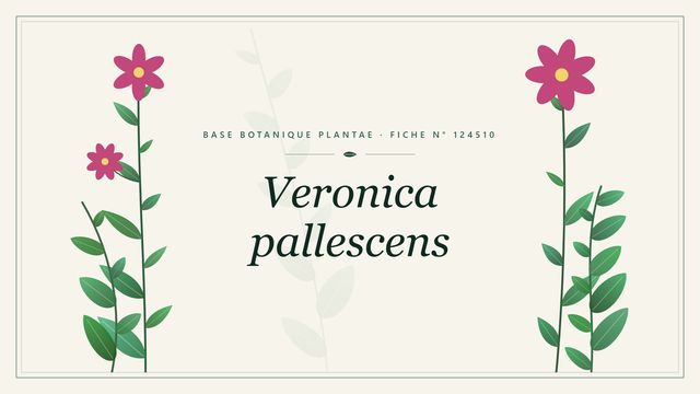 Veronica pallescens : fiche descriptive et taxonomie Planche botanique stylisée de Veronica pallescens