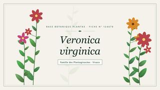 Planche botanique stylisée de Veronica virginica, famille des Plantaginacées
