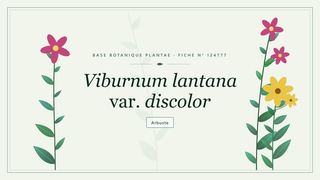 Planche botanique stylisée de Viburnum lantana var. discolor