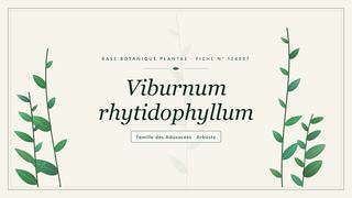 Planche botanique stylisée de Viburnum rhytidophyllum, famille des Adoxacées