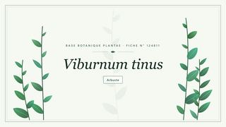 Planche botanique stylisée de Viburnum tinus