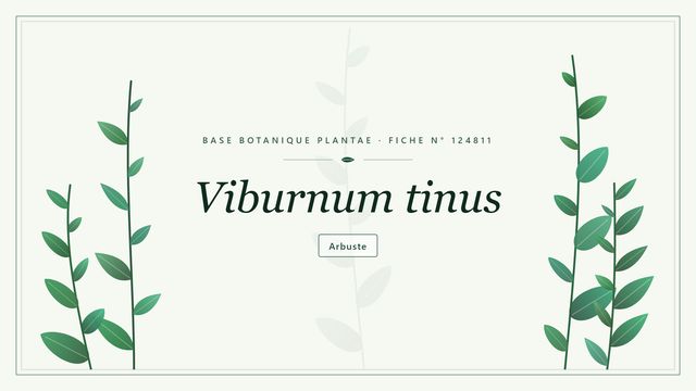 Viburnum tinus : fiche descriptive et taxonomie Planche botanique stylisée de Viburnum tinus