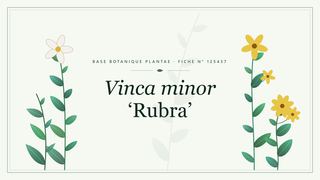 Planche botanique stylisée de Vinca minor ‘Rubra’