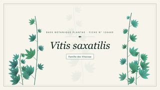 Planche botanique stylisée de Vitis saxatilis, famille des Vitaceae