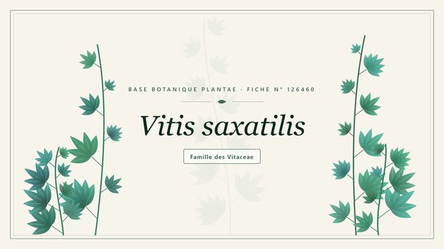 Vitis saxatilis : les bases Planche botanique stylisée de Vitis saxatilis, famille des Vitaceae