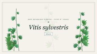 Planche botanique stylisée de Vitis sylvestris