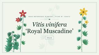 Planche botanique stylisée de Vitis vinifera ‘Royal Muscadine’