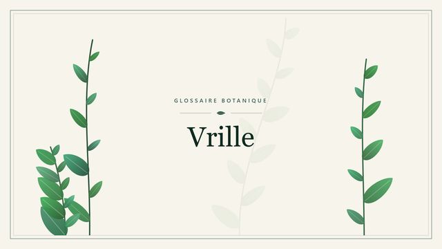 Comprendre vrille en botanique et horticulture Illustration botanique stylisée du terme « Vrille » du glossaire