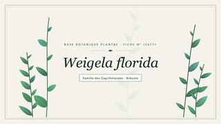 Planche botanique stylisée de Weigela florida, famille des Caprifoliacées