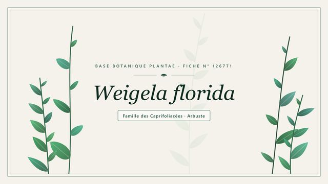 Weigela florida : panorama Planche botanique stylisée de Weigela florida, famille des Caprifoliacées