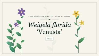 Planche botanique stylisée de Weigela florida ‘Venusta’