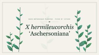 Planche botanique stylisée de X hermileucorchis ‘Aschersoniana’