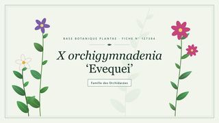 Planche botanique stylisée de X orchigymnadenia ‘Evequei’, famille des Orchidacées