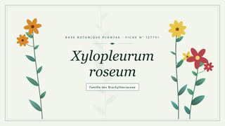 Planche botanique stylisée de Xylopleurum roseum, famille des Brachytheciaceae