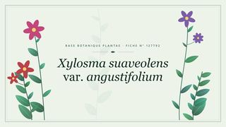Planche botanique stylisée de Xylosma suaveolens var. angustifolium