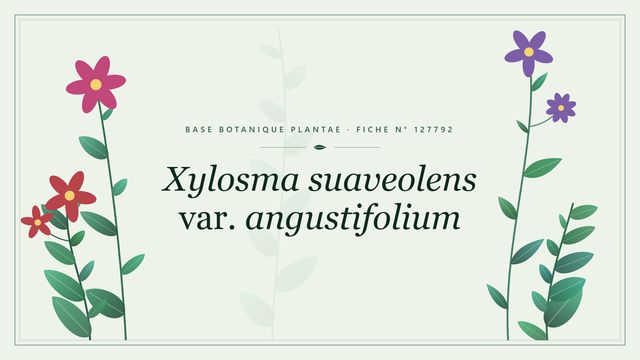 Xylosma suaveolens var. angustifolium : fiche descriptive et taxonomie Planche botanique stylisée de Xylosma suaveolens var. angustifolium