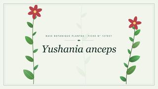 Planche botanique stylisée d’Yushania anceps