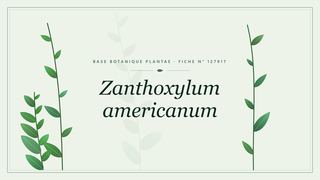 Planche botanique stylisée de Zanthoxylum americanum