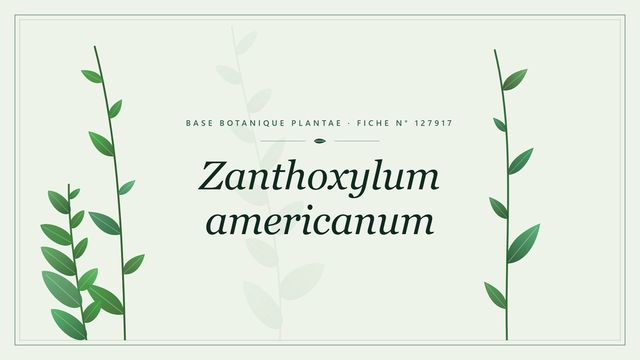 Zanthoxylum americanum : fiche descriptive et taxonomie Planche botanique stylisée de Zanthoxylum americanum