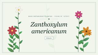 Planche botanique stylisée de Zanthoxylum americanum