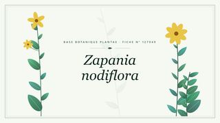 Planche botanique stylisée de Zapania nodiflora