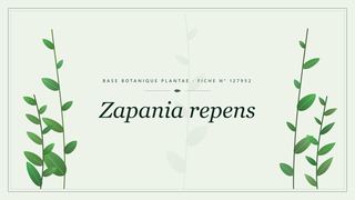 Planche botanique stylisée de Zapania repens
